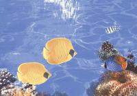 Декор БРИГАНТИНА D1 280 400