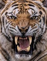 Ковер Кайраккум PRINT 180-81 2*3м