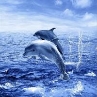 Штора для ванной 180 180см Дельфины, с кольцами Zalel