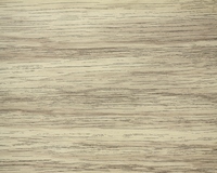 клен беленый