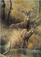Ковер Кайраккум PRINT 237-81 2*3м