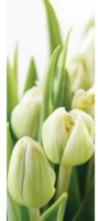 Фотообои DECOCODE 11-0160-FG Белые тюльпаны флиз. 1*2,8м