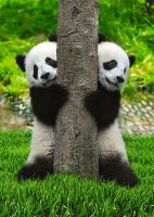 Фотообои 21-0167-NG  Две панды   2  2.8м DECOCODE