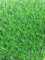 Искусственная трава SALG - 2516 25мм 4м