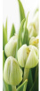 Фотообои 11-0160-FG Белые тюльпаны флиз.1 2,8 м DECOCODE