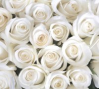 Фотопанно DIVINO DECOR В-091 Розы белые 3*2,7м