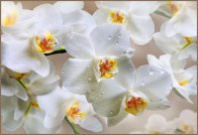 Фотообои ТУЛА А191 Белая орхидея 1,96*1,34 м (4 л) 