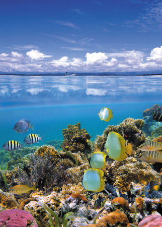 Фотообои 21-0217-ML  Подводный мир  2* 2.8м DECOCODE