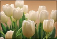 Фотообои ТУЛА А232 Белые тюльпаны 2,94*2,01 м (9 л) 